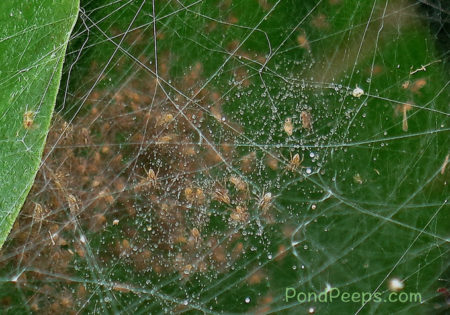 More Hatching Spiders - tiny spiders in a web