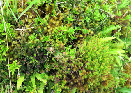 Mosses in Road Trip - Azores
