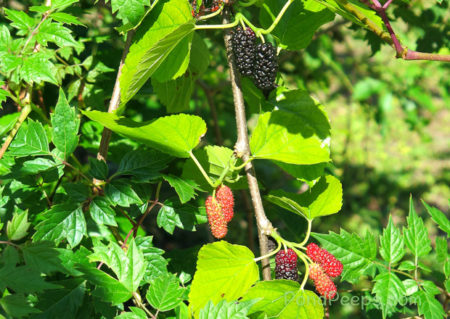 Mulberries at St Augustine Road Fish Management Area