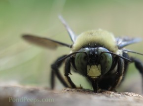 Photo Friday: My Obsession - Carpenter Bee