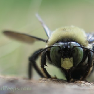 Photo Friday: My Obsession – Carpenter Bee