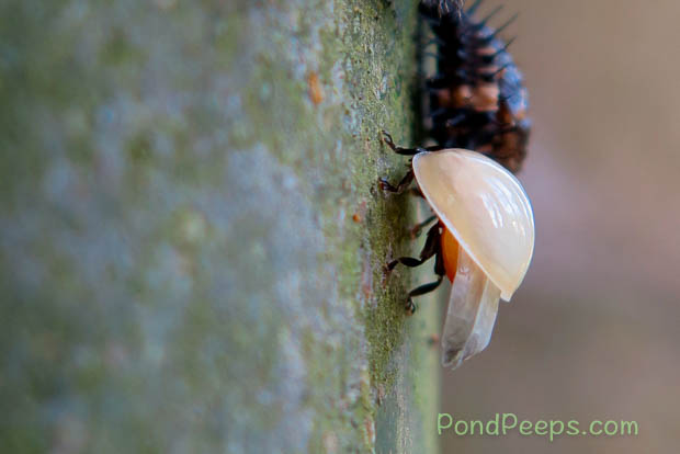 Newly hatched lady bug