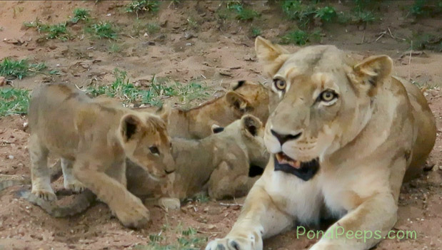 Nursing lions South Africa Safari