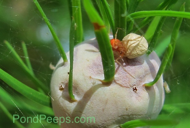 Spider with egg sac on a cypress gall at St. Augustine Road Fish Mgt area Pondpeeps.com