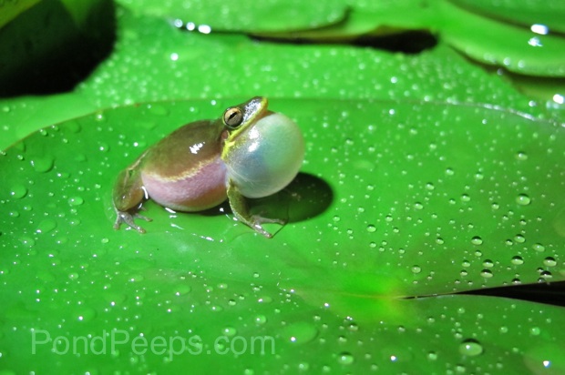 Photo Friday - After Dark frog calling for a mate PondPeeps.com