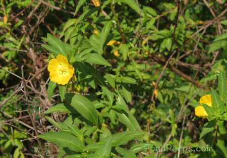 Primrose Willow, Ludwigia peruviana - pond peeps yellow