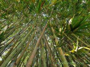 Punting Pole Bamboo