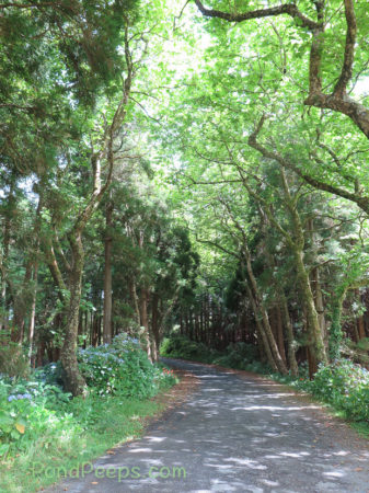 Shady lane in Road Trip - Azores