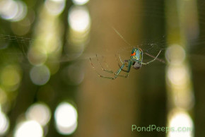 Orchard spider setting up housekeeping in the bamboo