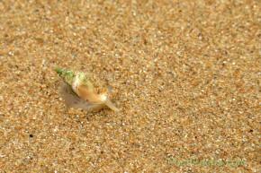 Small snail at Garden Route National Park South Africa
