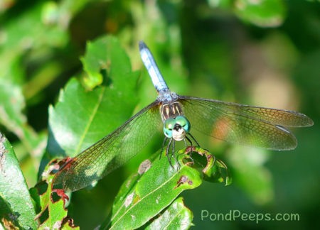 Smiling dragonfly from Pond Peeps July 2016
