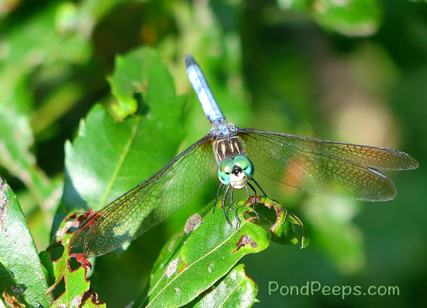 Smiling dragonfly from Pond Peeps July 2016