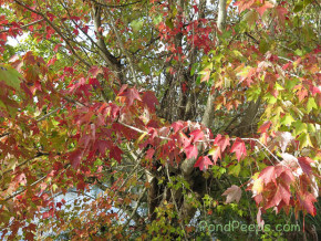 November in the St Augustine Road Fish Management Area: fall foliage