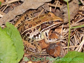 Southern Leopard Frog, PondPeeps.com St. Augustine Road Fish Management Area