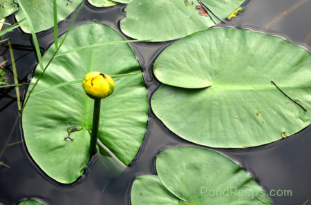 Spatter-dock or Cowlily, yellow pond-lily Nuphar luteum- pond peeps yellow