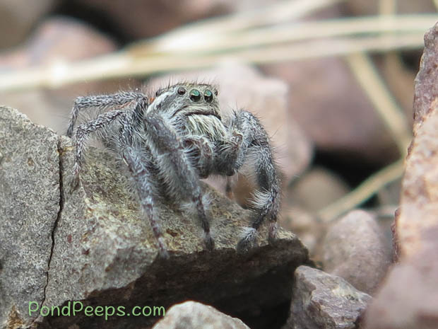Spider at Rockhound State Park