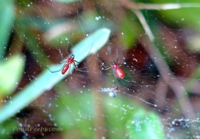 Red Spiders