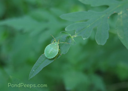 Stink bug nymph - Green!