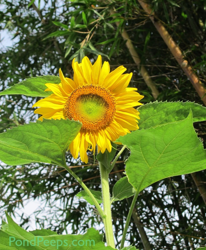 Sunflower2 PondPeeps.com