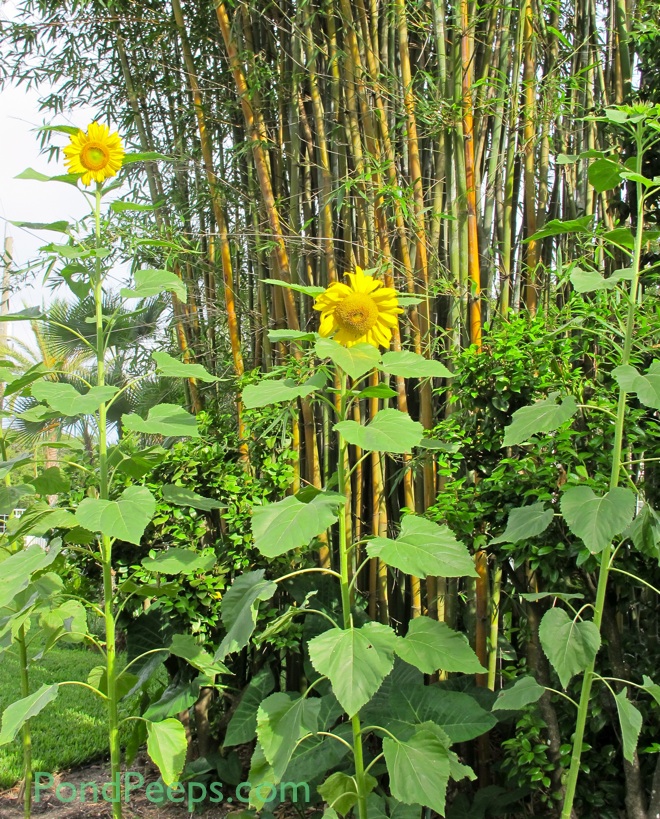 Sunflowers in the bamboo PondPeeps.com