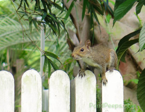 our backyard squirrel - the thief of Pears