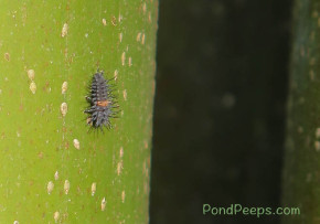 Laby bug larva on the bamboo