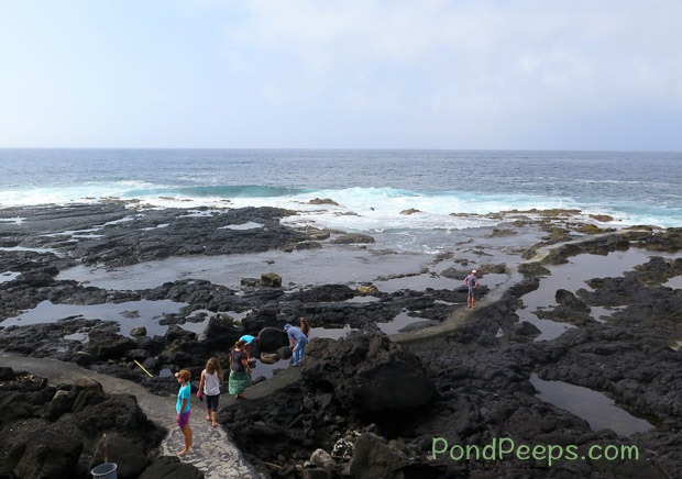 Tidepooling in the Azores from Pond Peeps July 2016