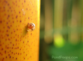 Tiny snail, the size of a pinhead