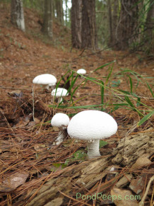 November in the St Augustine Road Fish Management Area: toadstools
