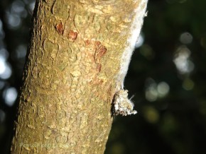 Trash bug lacewing larva PondPeeps.com