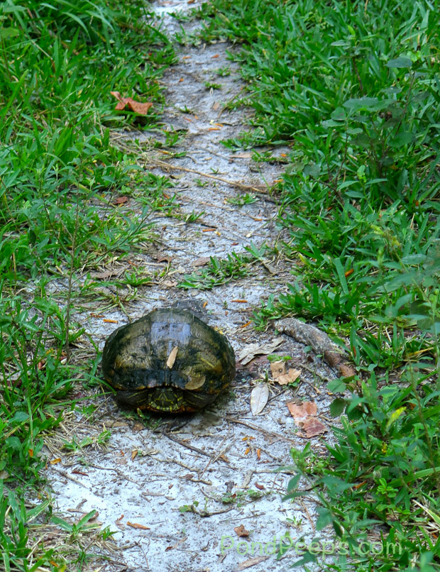 Turtle on the path to the St. Augustine Road Fish Management Area