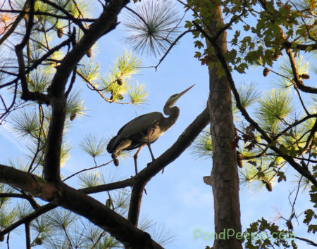 Wary Heron perched in a tree at Earl Johnson Park
