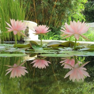 Photo Friday: Reflection – Water Lilies