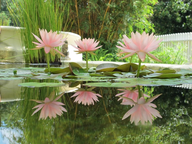 Water Lily Reflections