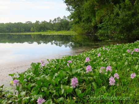 June 2017 - Water-hyacinth, Eichhornia crassipes