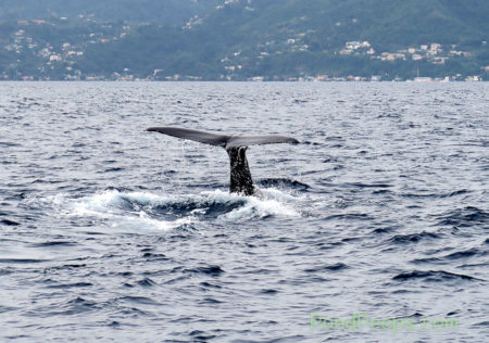 Whale tail off Dominica