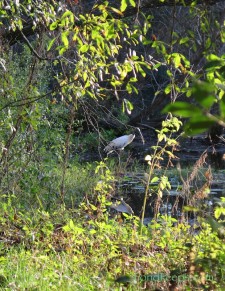 Wood Stork at St. Augustine Road Fish Management Area