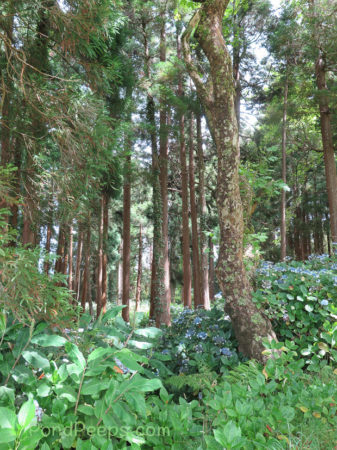 Woods in Road Trip - Azores