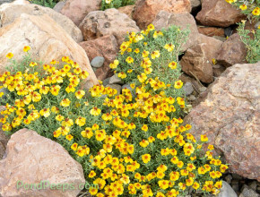 Yellow flowers at Rockhound State Park
