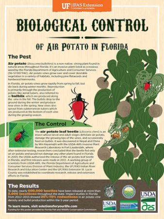 Air Potato Control poster from UFL - More Air Potato Leaf Beetles, Lilioceris cheni