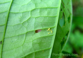 eggs of air potato leaf beetle, Lilioceris cheni