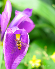 insect on iris at Joshinetsu Highland National Park