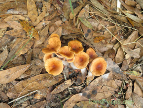 November in the St Augustine Road Fish Management Area: more mushrooms